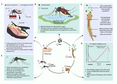 The buzz in the field: the interaction between viruses, mosquitoes, and metabolism